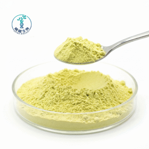 Sophorae Japonica Extract Quercetin Dihydrate 98% | Bulk Natural Flavonoid Powder 