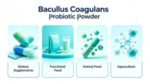 Infographic of four application fields for Bacillus Coagulans: dietary supplements, functional food, animal feed, aquaculture raw material