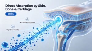 280Da Collagen Tripeptide absorption mechanism diagram, direct absorption by skin, bone and cartilage, high bioavailability raw material