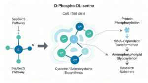  Biochemical pathway diagram of O-Phospho-DL-serine CAS 17885-08-4, showing SepSecS pathway, cysteine biosynthesis, protein phosphorylation and aminophospholipid glycosylation research applications 